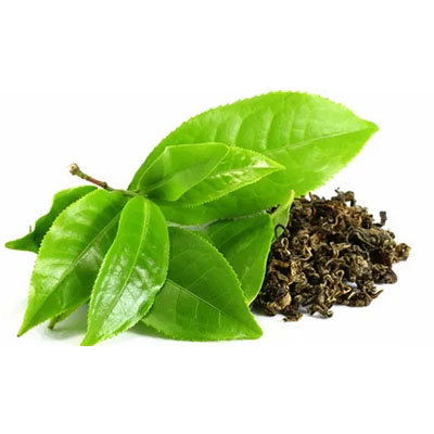 緑茶オイル
