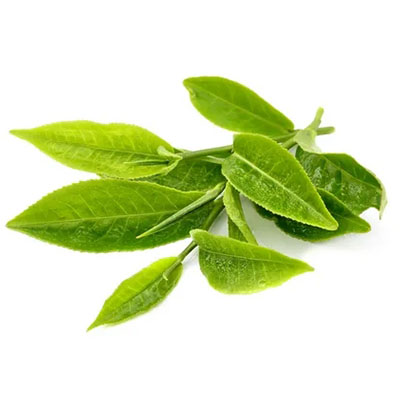 緑茶エッセンシャルオイルの抗酸化特性の調査