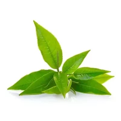 緑茶エッセンシャルオイル：健康と美しさのための天然の抗酸化物質