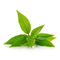 //irrorwxhrkiklj5q-static.ldycdn.com/cloud/ljBpjKnilqSRoioqljlkiq/best-green-tea-leaf-essential-oil-Chinaplantoil-fengzuoil-60-60.jpg